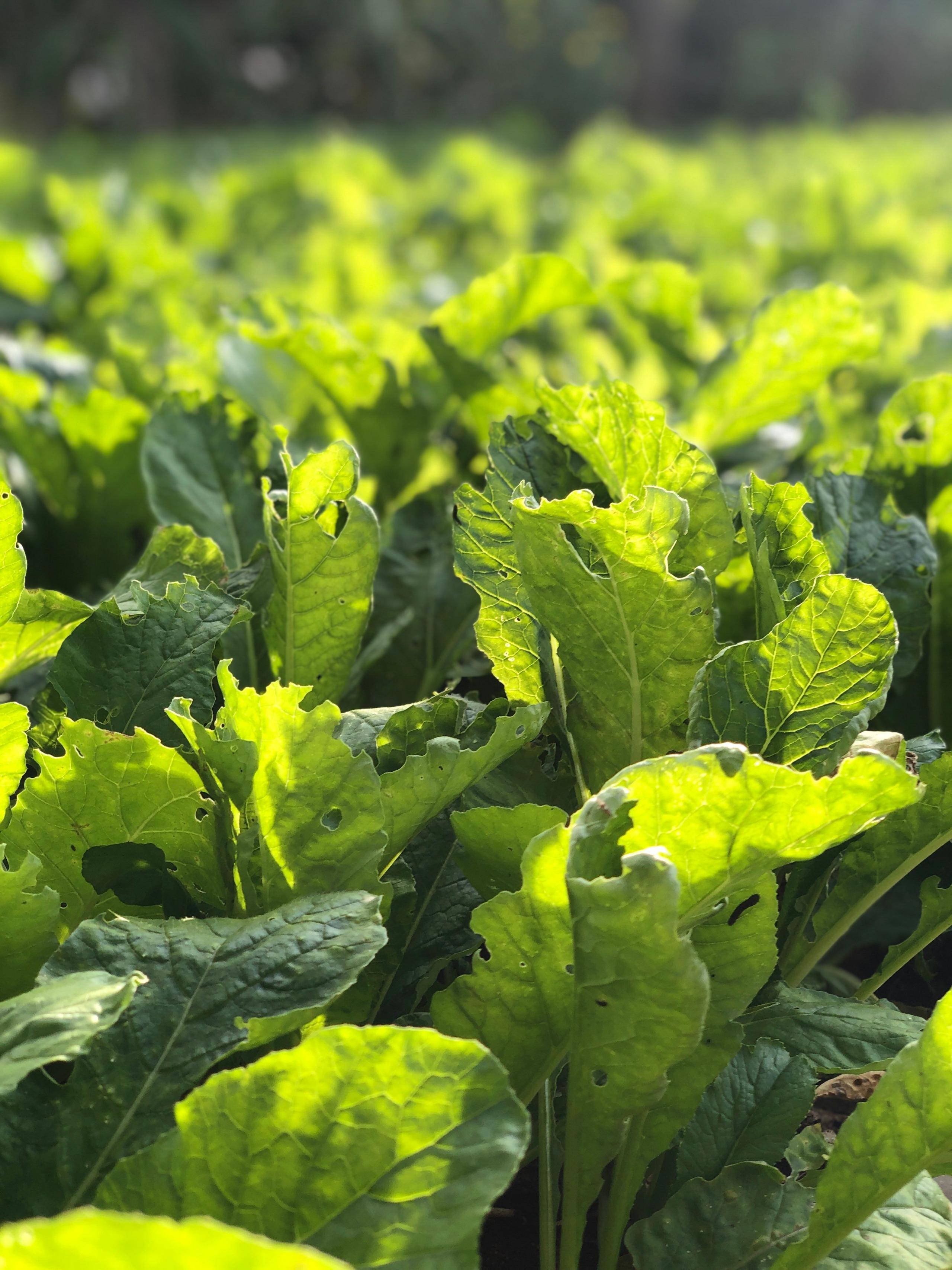 We provide fresh organic food every day