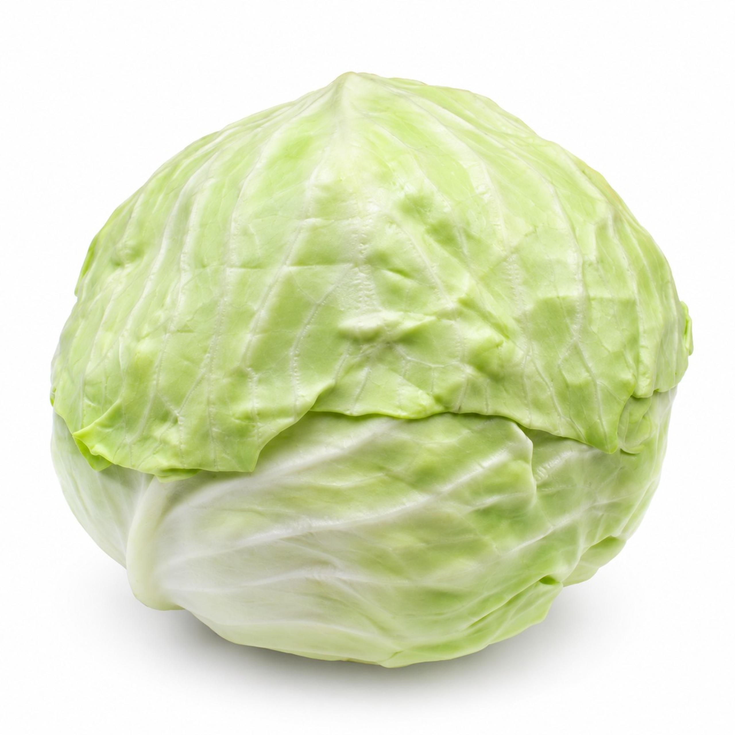 Cabbage - Green