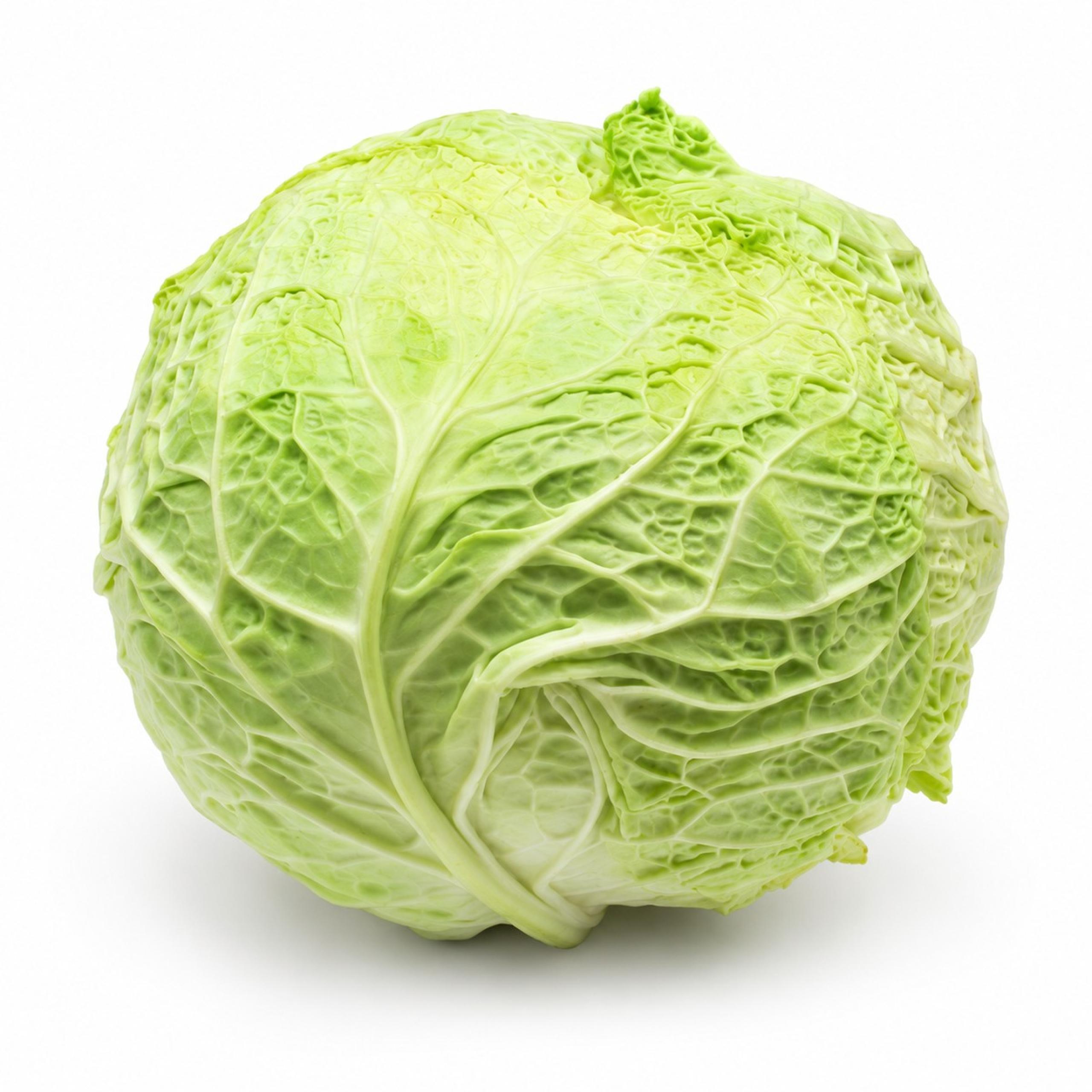 Cabbage - Savoy