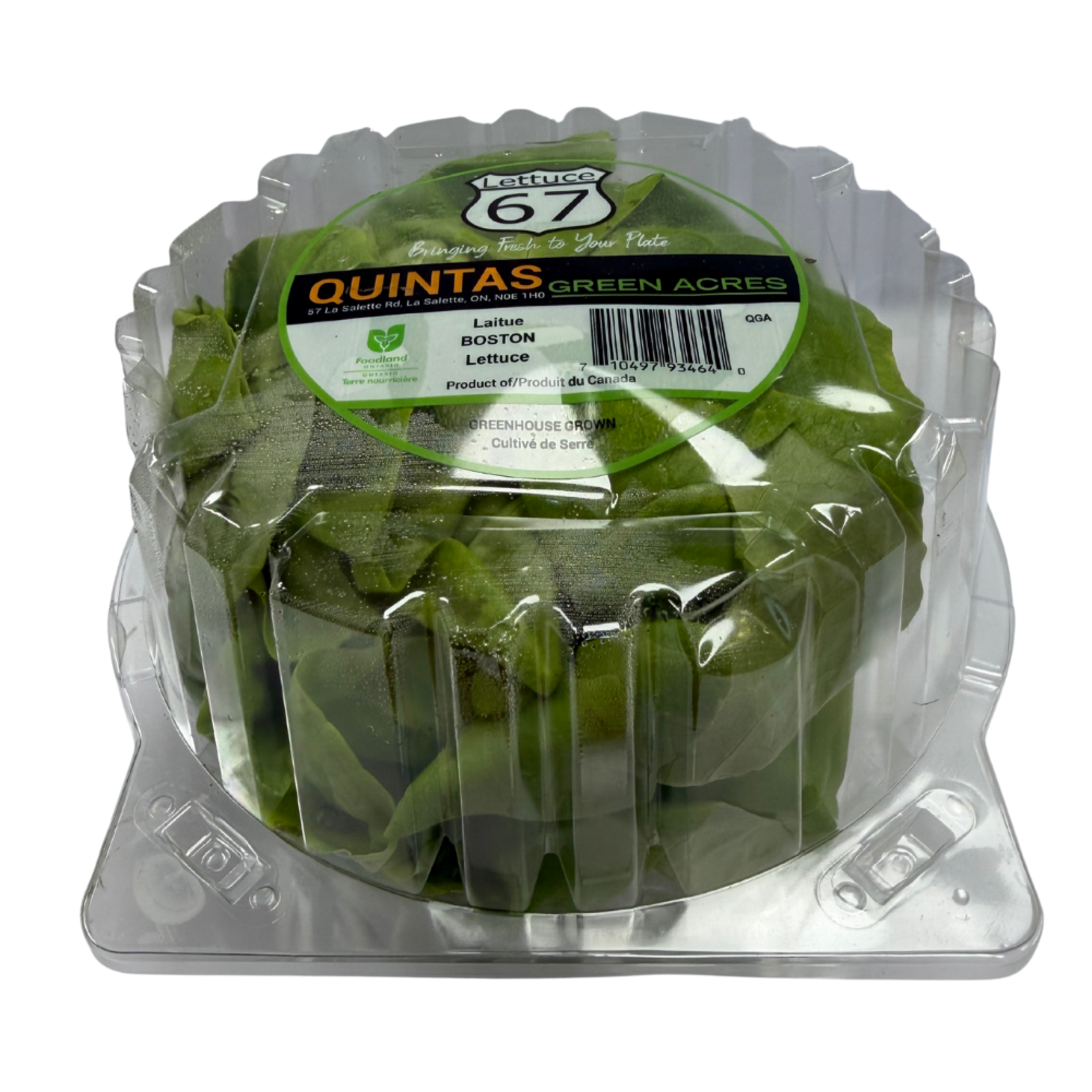 Lettuce - Boston
