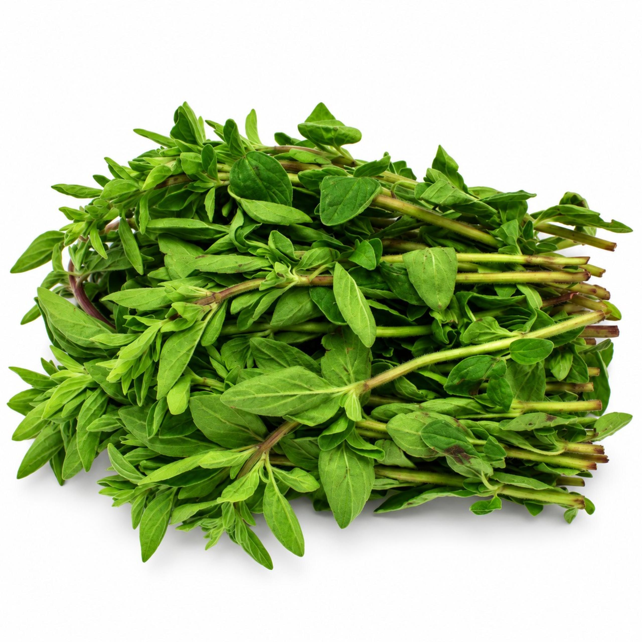 Oregano
