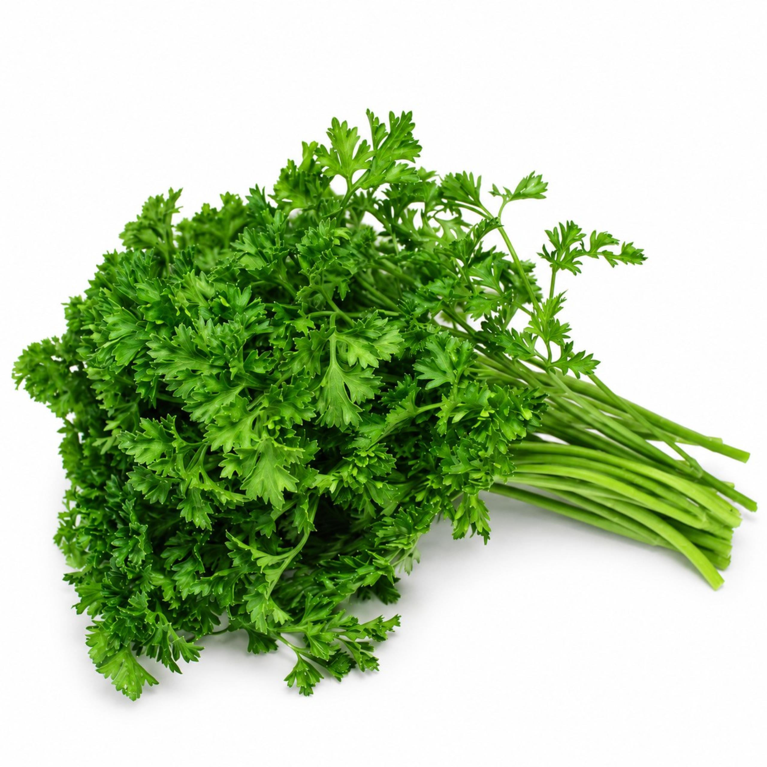 Parsley - Curly