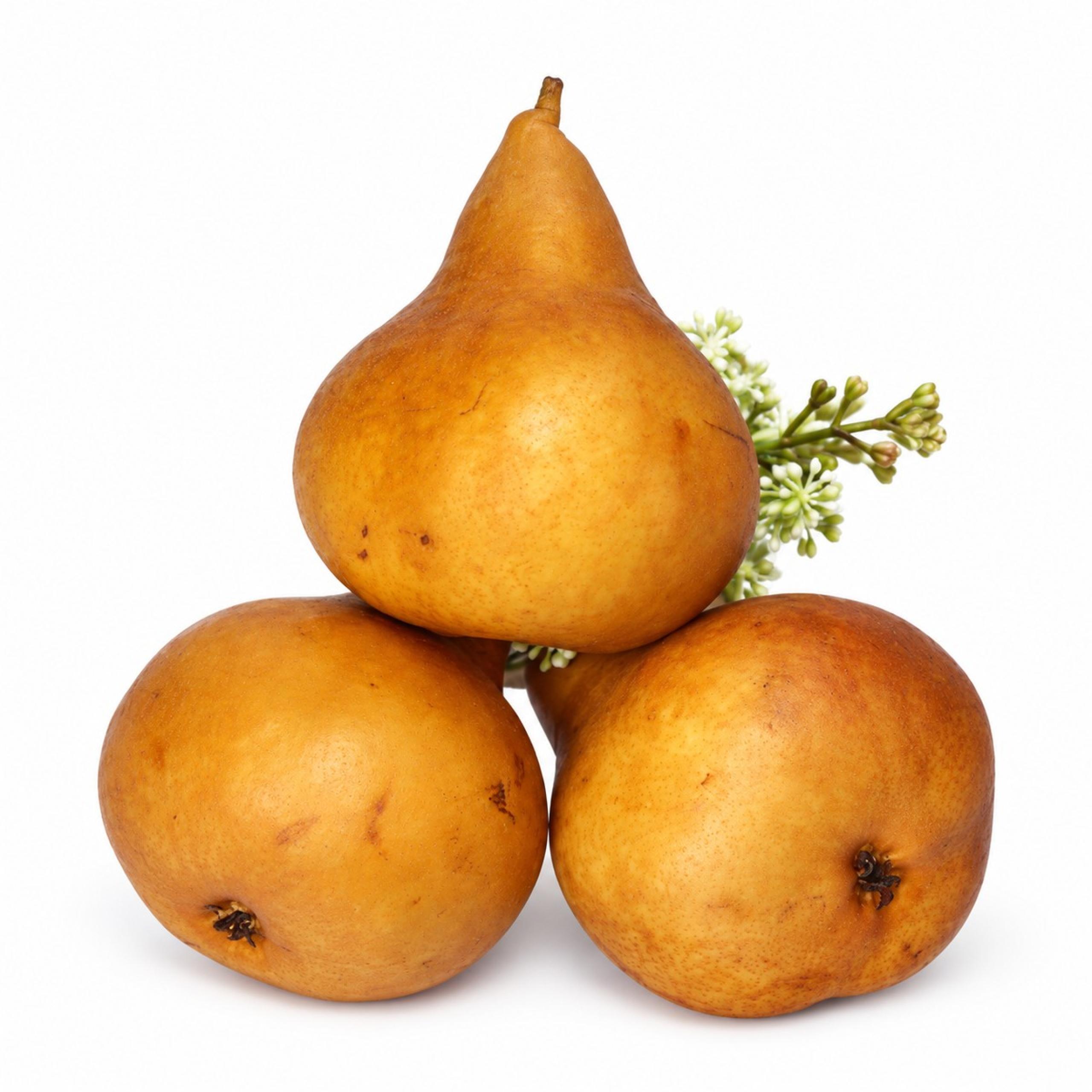 Pears - Bosc