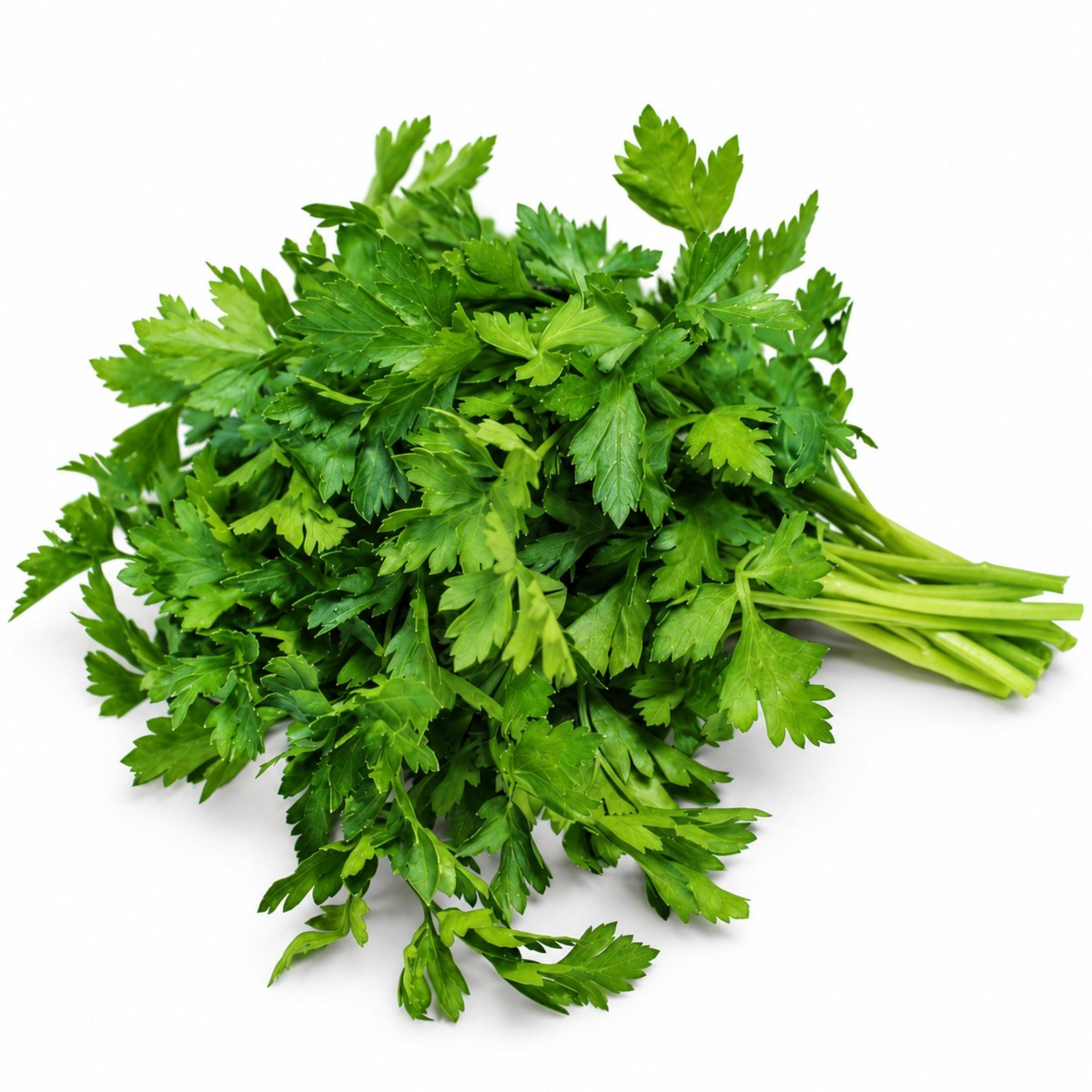 Parsley - Italian