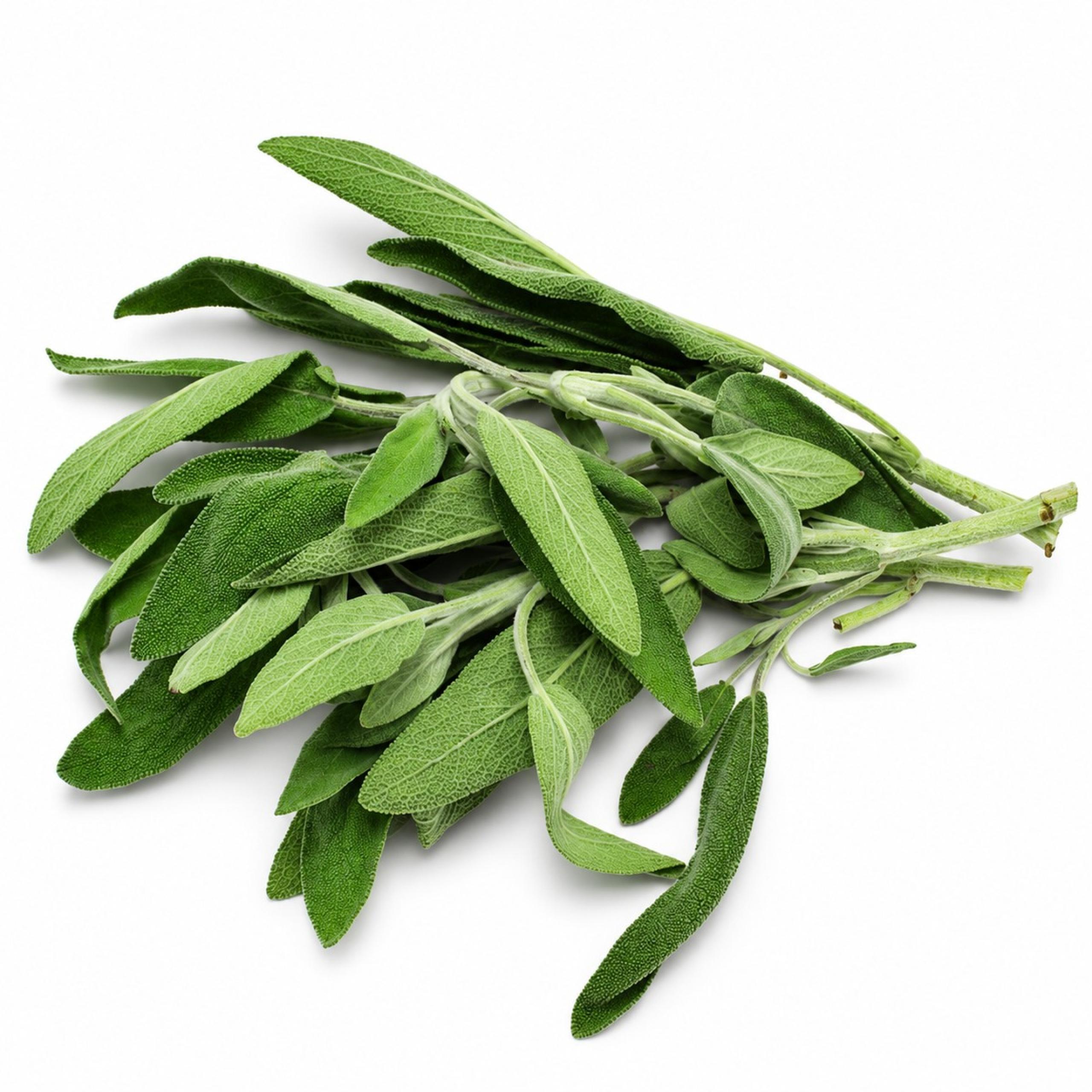 Sage