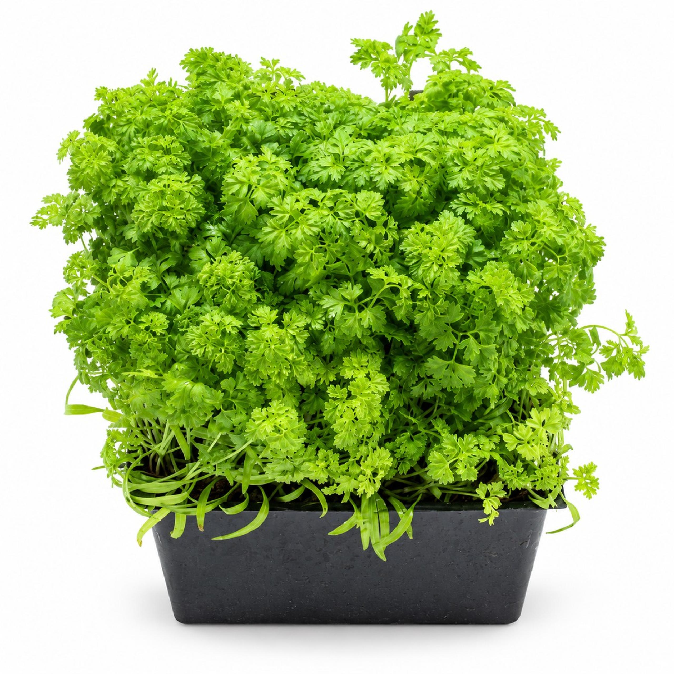 Slegers - Chervil