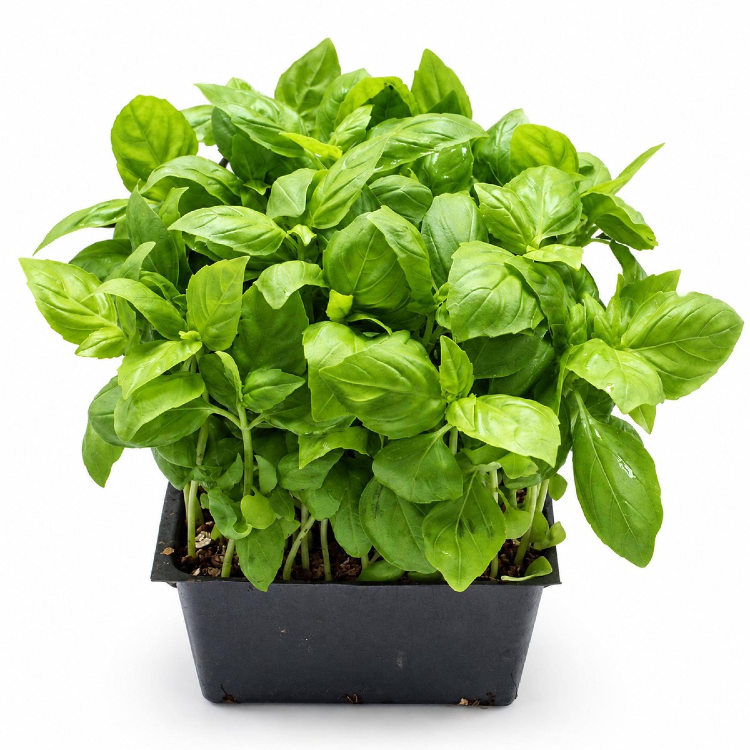 Slegers - Living Basil