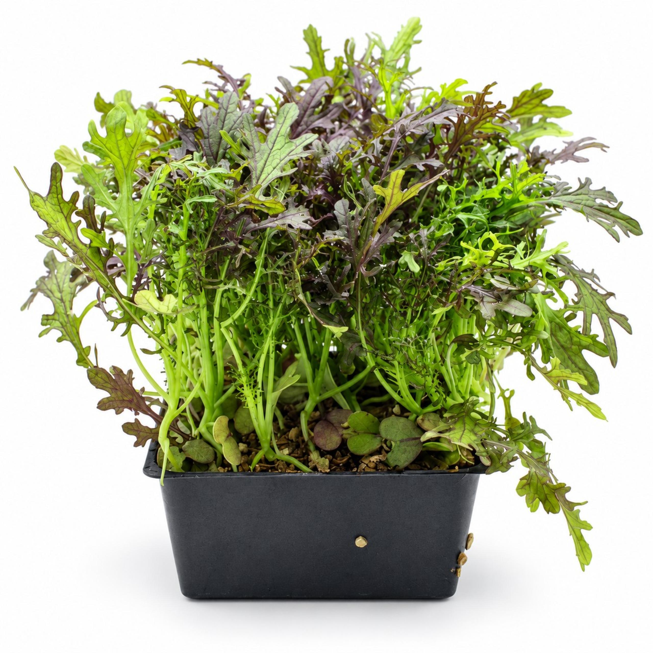 Slegers - Mustard Greens