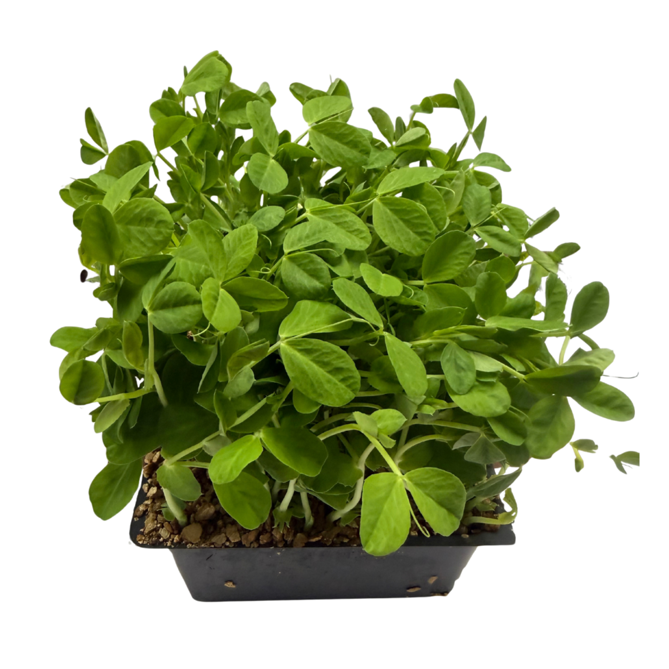 Slegers - Micro Pea Tenders