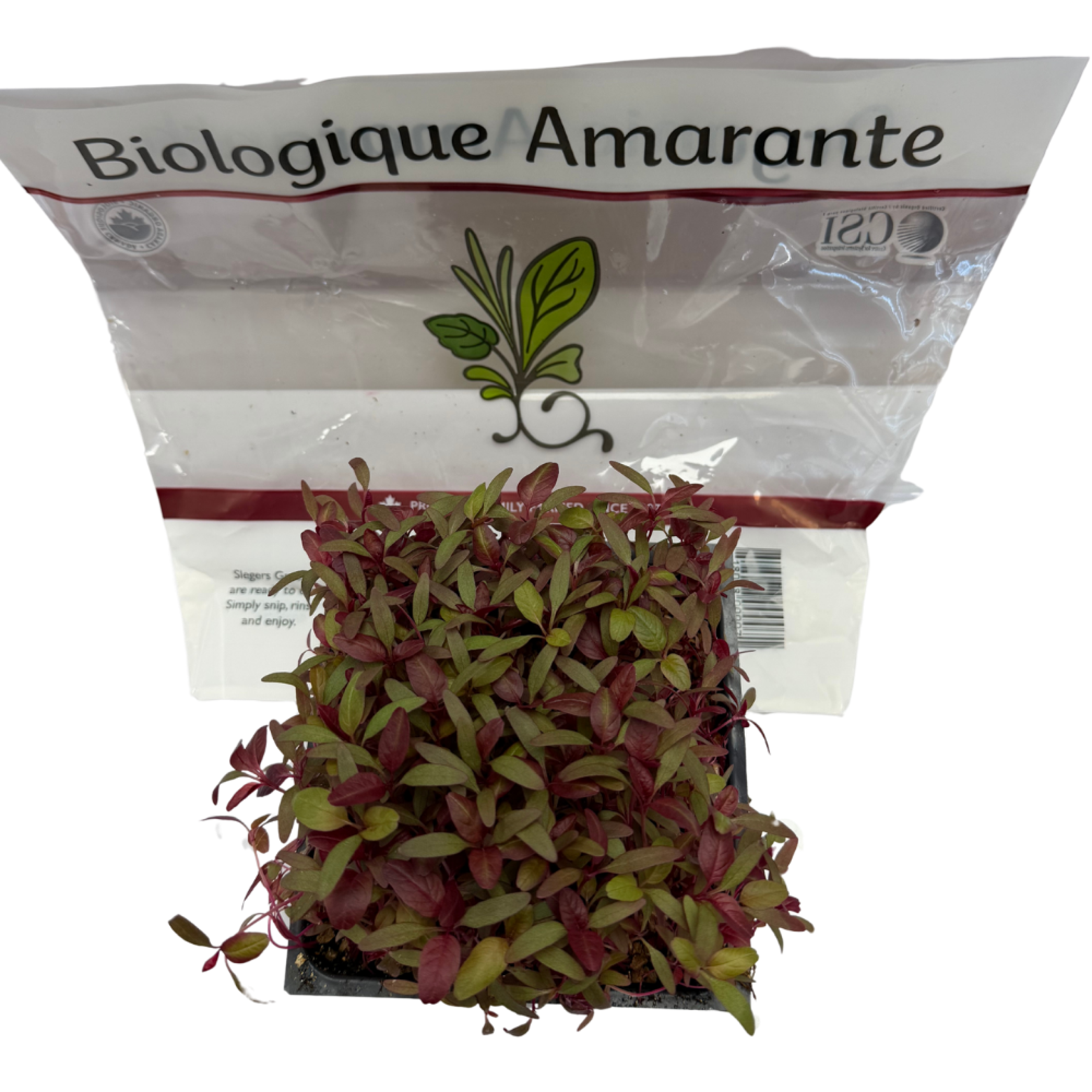 Slegers - Red Amaranth