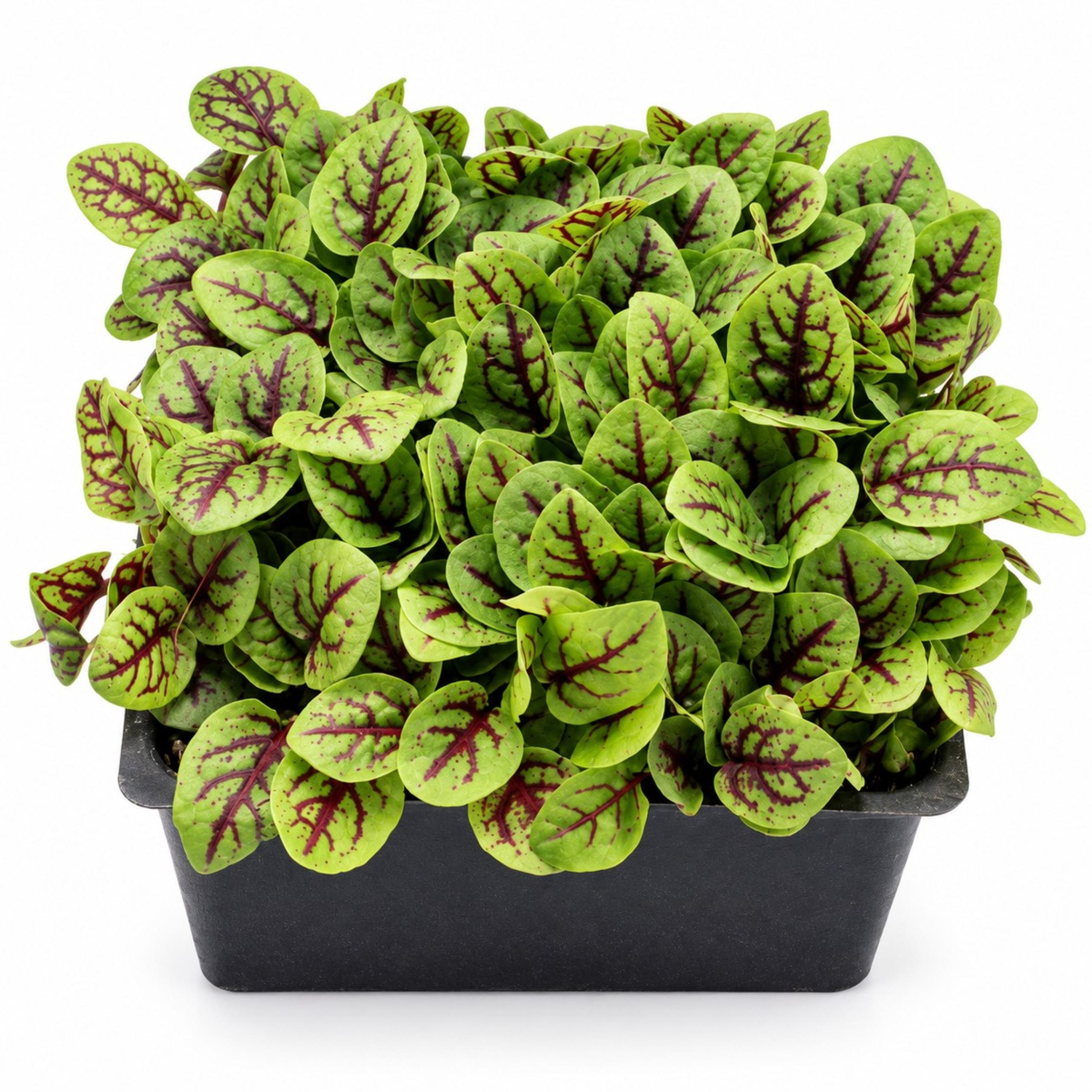 Slegers - Red Vein Sorrel