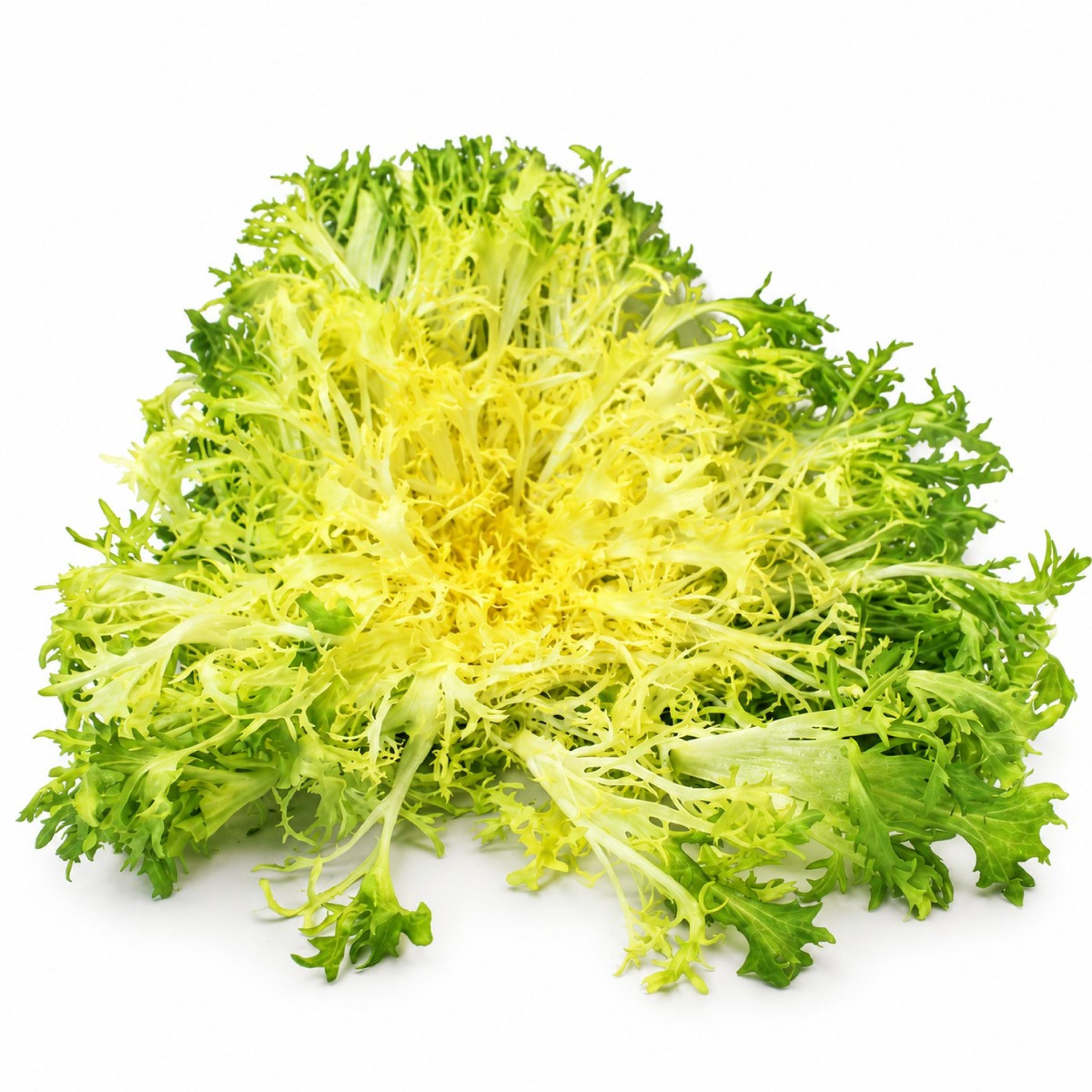 Lettuce - Frisee