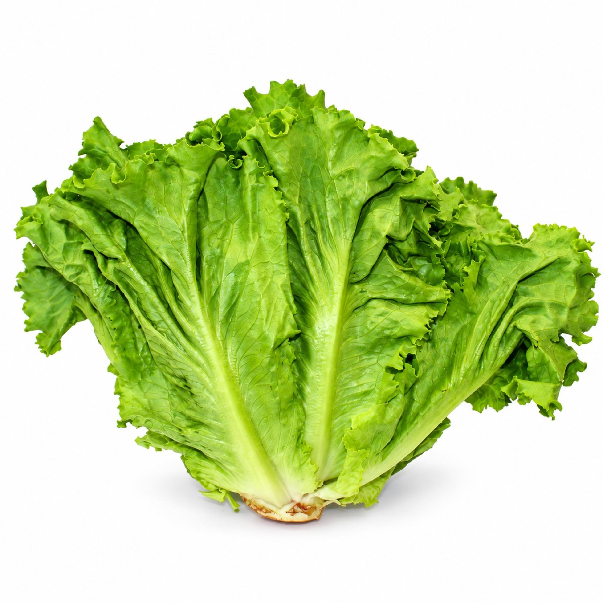 Lettuce - Leaf Green