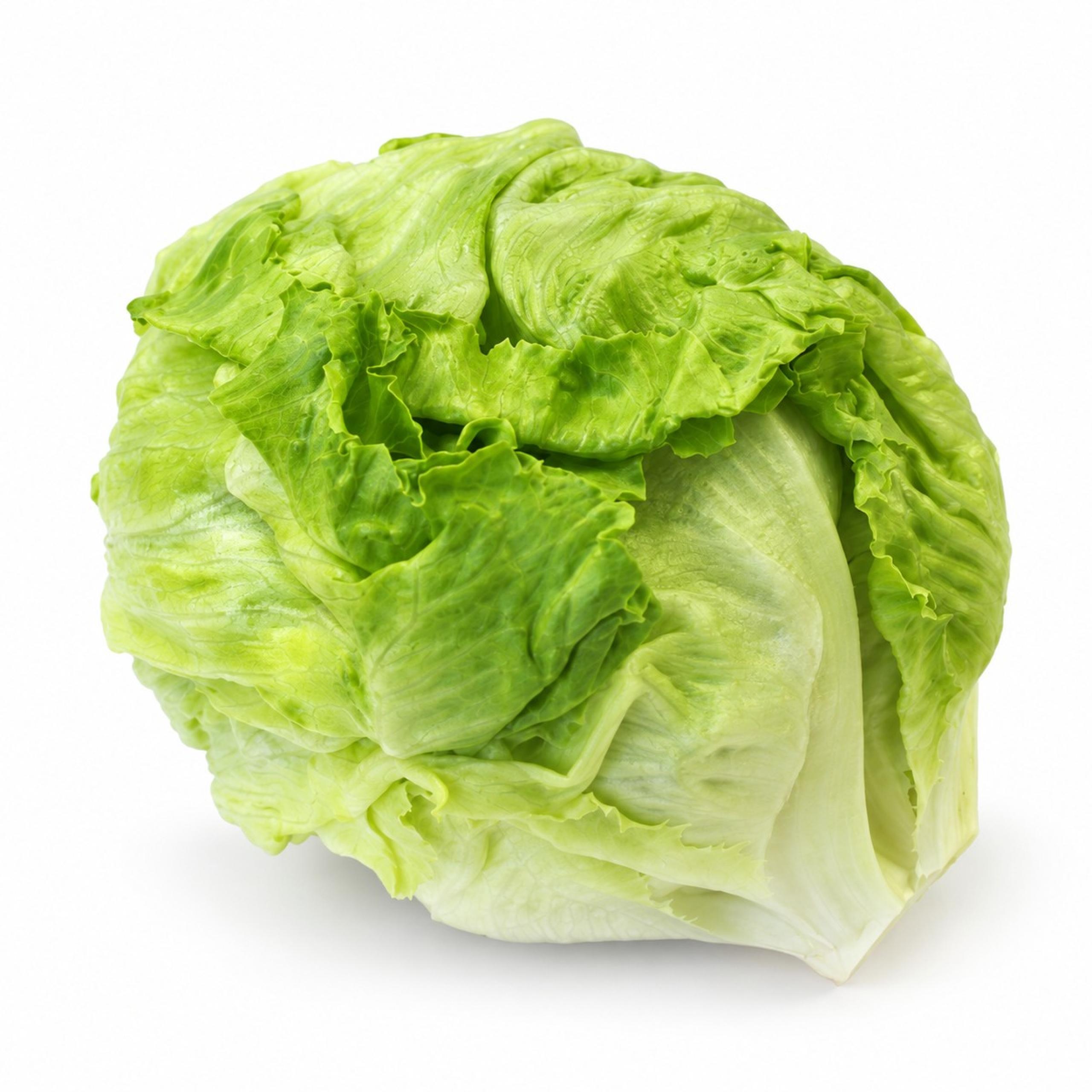 Lettuce - Iceberg