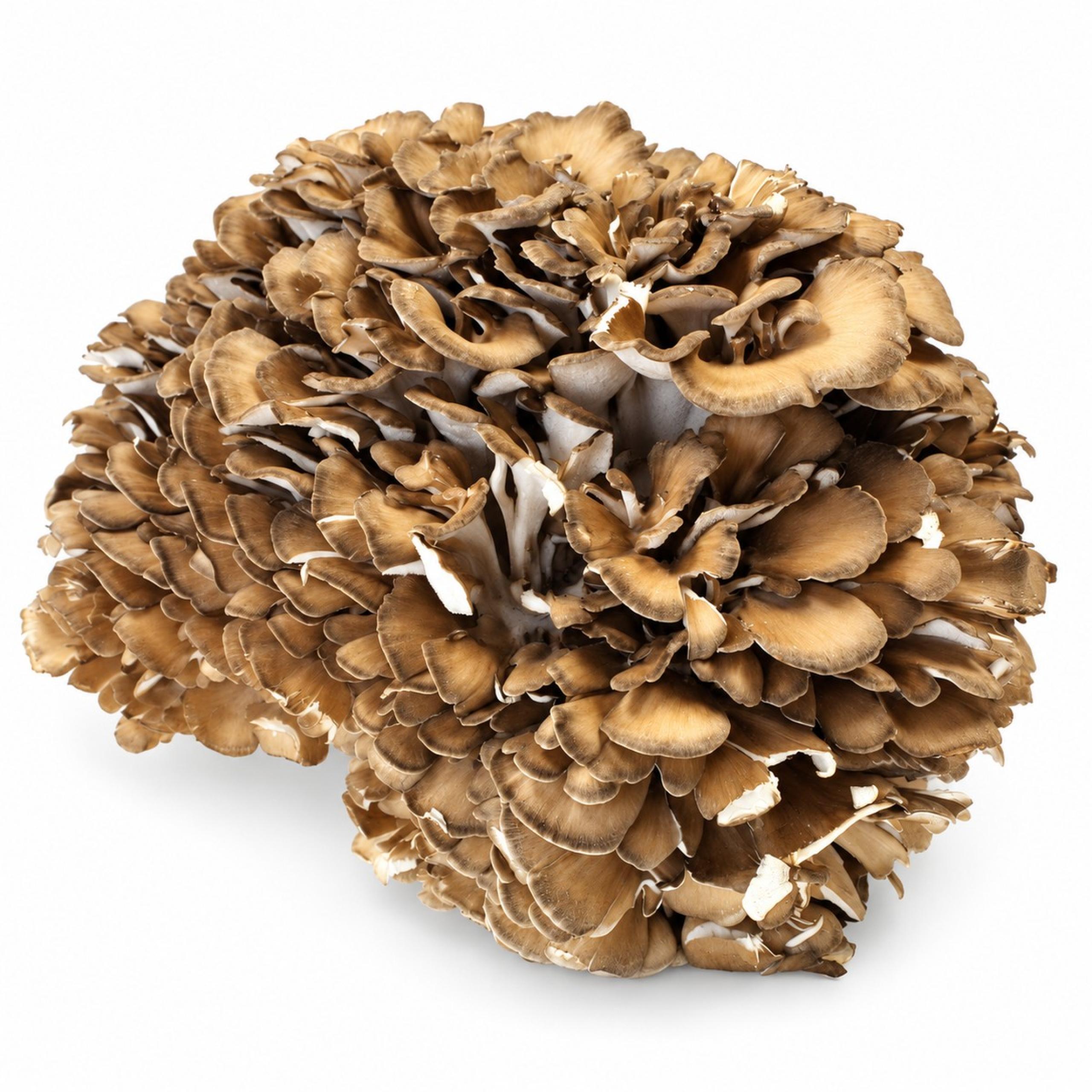 Mushroom - Maitake