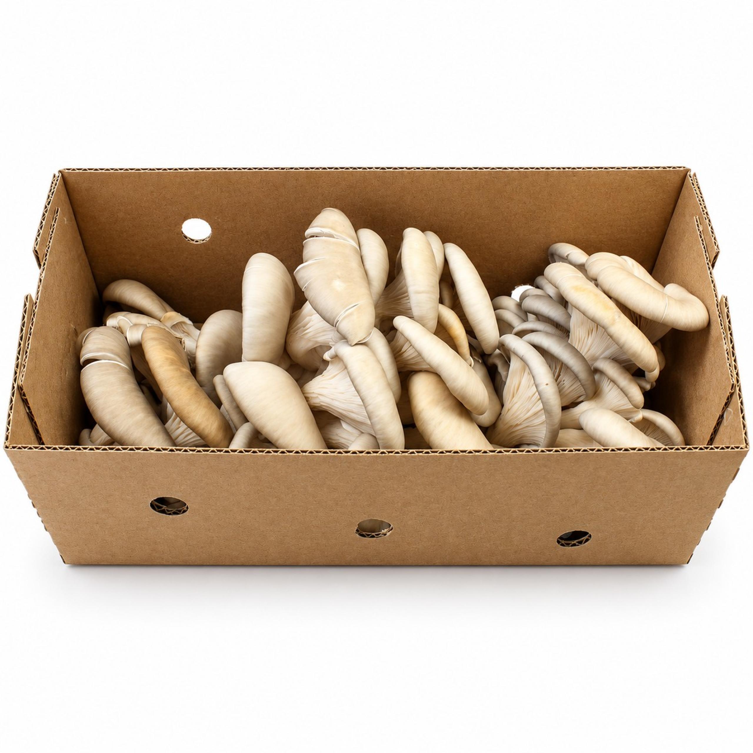 Mushroom - Oyster