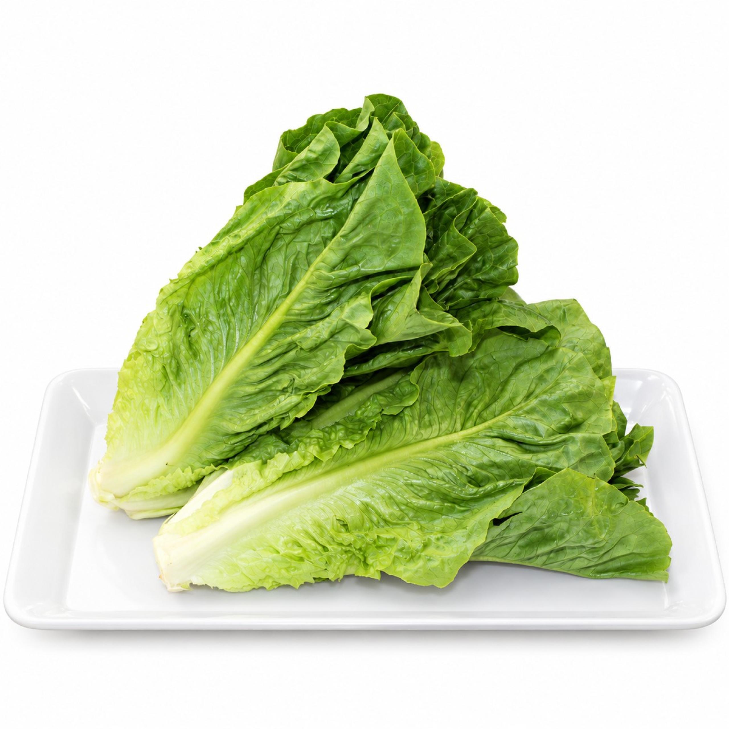 Lettuce - Romaine