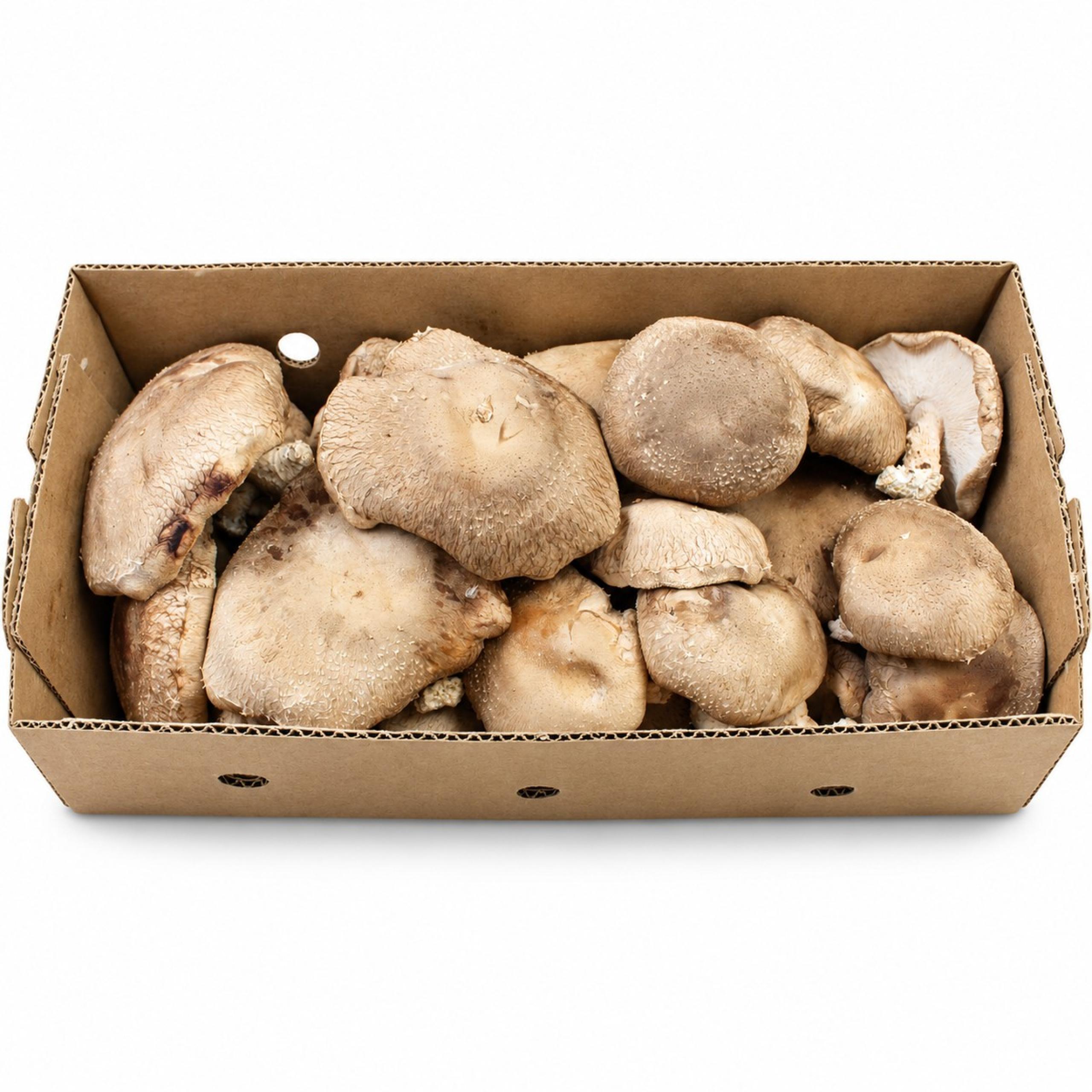Mushroom - Shiitake